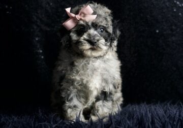 Gidget AKC Poodle