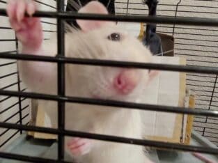 Male Rat, 6 mo. Old
