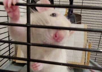 Male Rat, 6 mo. Old