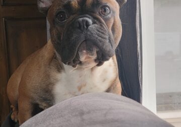 14 month French Bulldog Red Sable