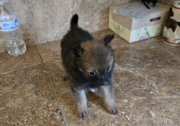Pomeranian puppies