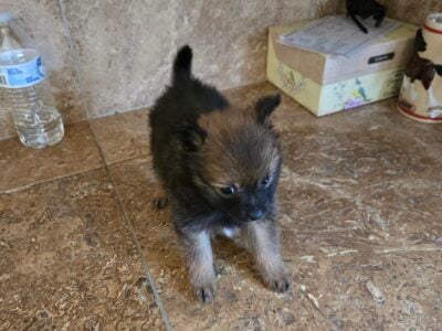 Pomeranian puppies
