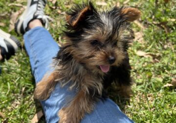 CKC Yorkie (1male, 1female) puppy