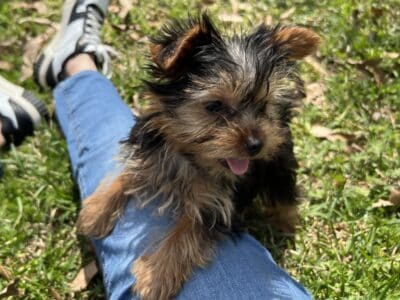 CKC Yorkie (1male, 1female) puppy