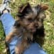 CKC Yorkie Female puppies