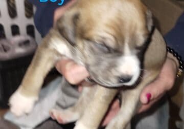 Pitskys puppies