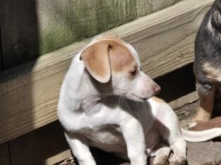 Male chorkie