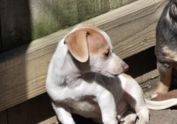 Male chorkie