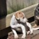 Male chorkie