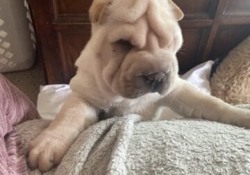 Sharpei puppy
