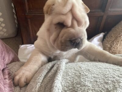 Sharpei puppy