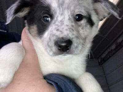 Border Heeler Puppies