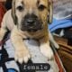 Puppies looking for a good home