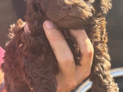 8 wk Havapoo