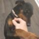 AKC Doberman Pinscher Female