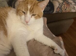 Sonny & Pepina- 2 cats needs a loving home.
