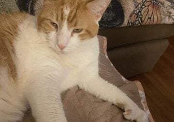 Sonny & Pepina- 2 cats needs a loving home.