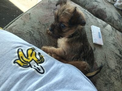 Lil chiauhau Yorkie mix