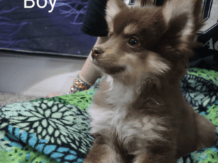 Pomsky X Toy Australian Shepherd mix puppies