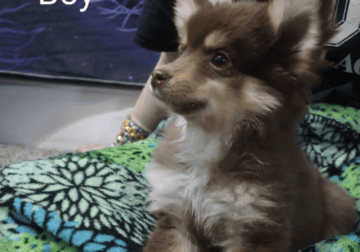 Pomsky X Toy Australian Shepherd mix puppies