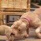 American Bully puppies for sale