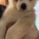 Akc registered Siberian husky puppies