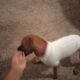 Puppy Needs Good Home