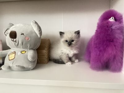 Ragdoll kittens