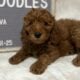 Nova Mini Goldendoodle