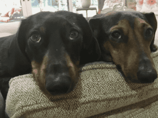 Benny & Duke Need a Loving Home