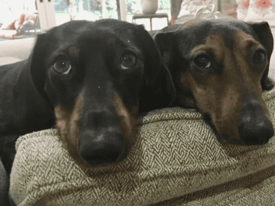 Benny & Duke Need a Loving Home