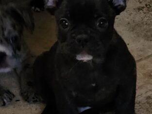 Puppy for sale