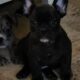 Puppy for sale