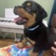 AKC Rottweiler Puppies