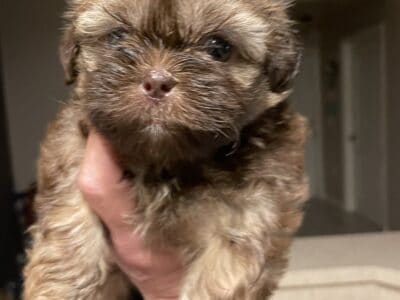 Purebred shih tzu puppies