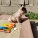 Family raised healthy French bulldog puppy