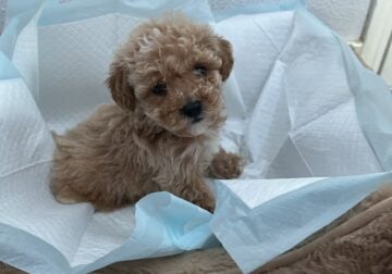 Toy poodle