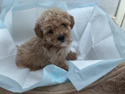 Toy poodle