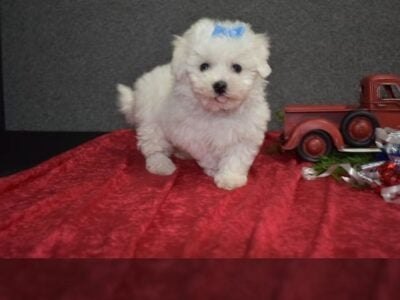 Meet Our Adorable AKC Female Maltese!