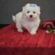 Meet Our Adorable AKC Female Maltese!
