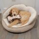 Labradoodle female 12 weeks