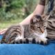 Elisha: Cat for Adoption