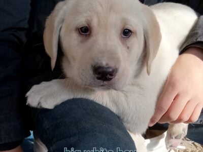 Lab puppies