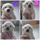 AKC Great Pyrenees puppies