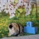 Holland lop bunnies