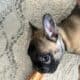 Frenchie Puppies