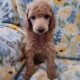 AKC Moyen Standard Poodles