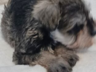 AKC Miniature Schnauzer Puppies