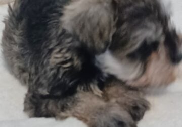 AKC Miniature Schnauzer Puppies