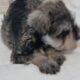 AKC Miniature Schnauzer Puppies